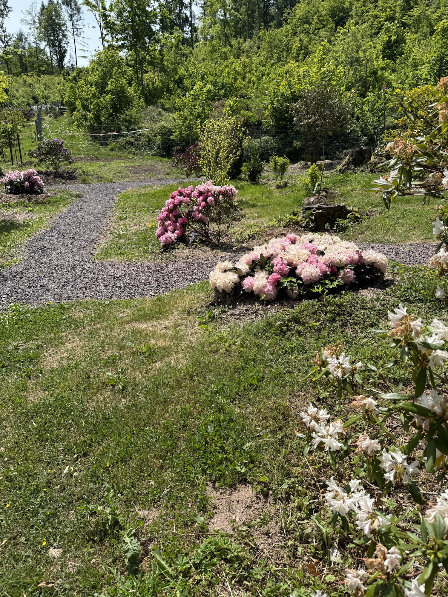 Rhododendrongarten Bad Tabarz Beschaffenheit der Wege im Garten