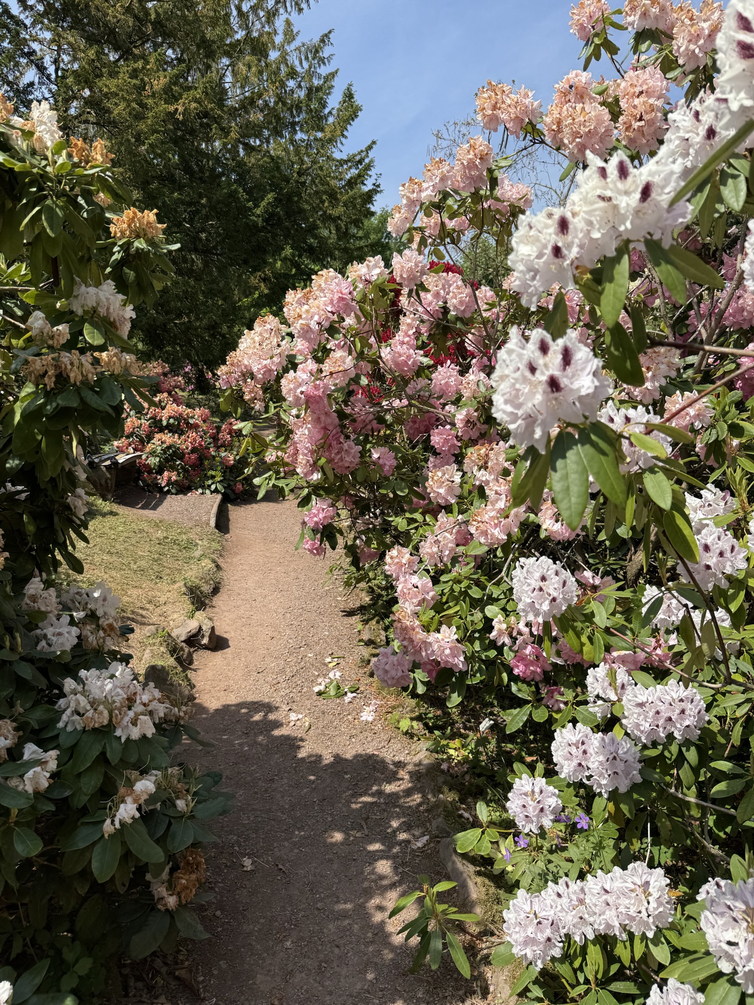 Rhododendrongarten Bad Tabarz zwischen den Rhododendren