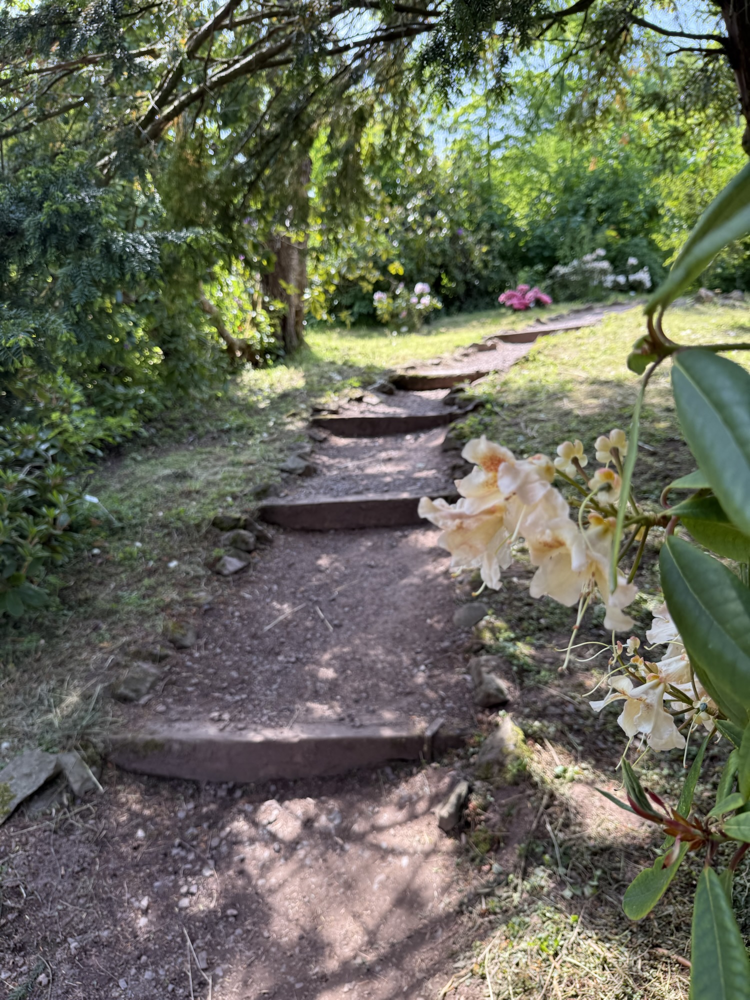 Rhododendrongarten Bad Tabarz Stufen am Hang