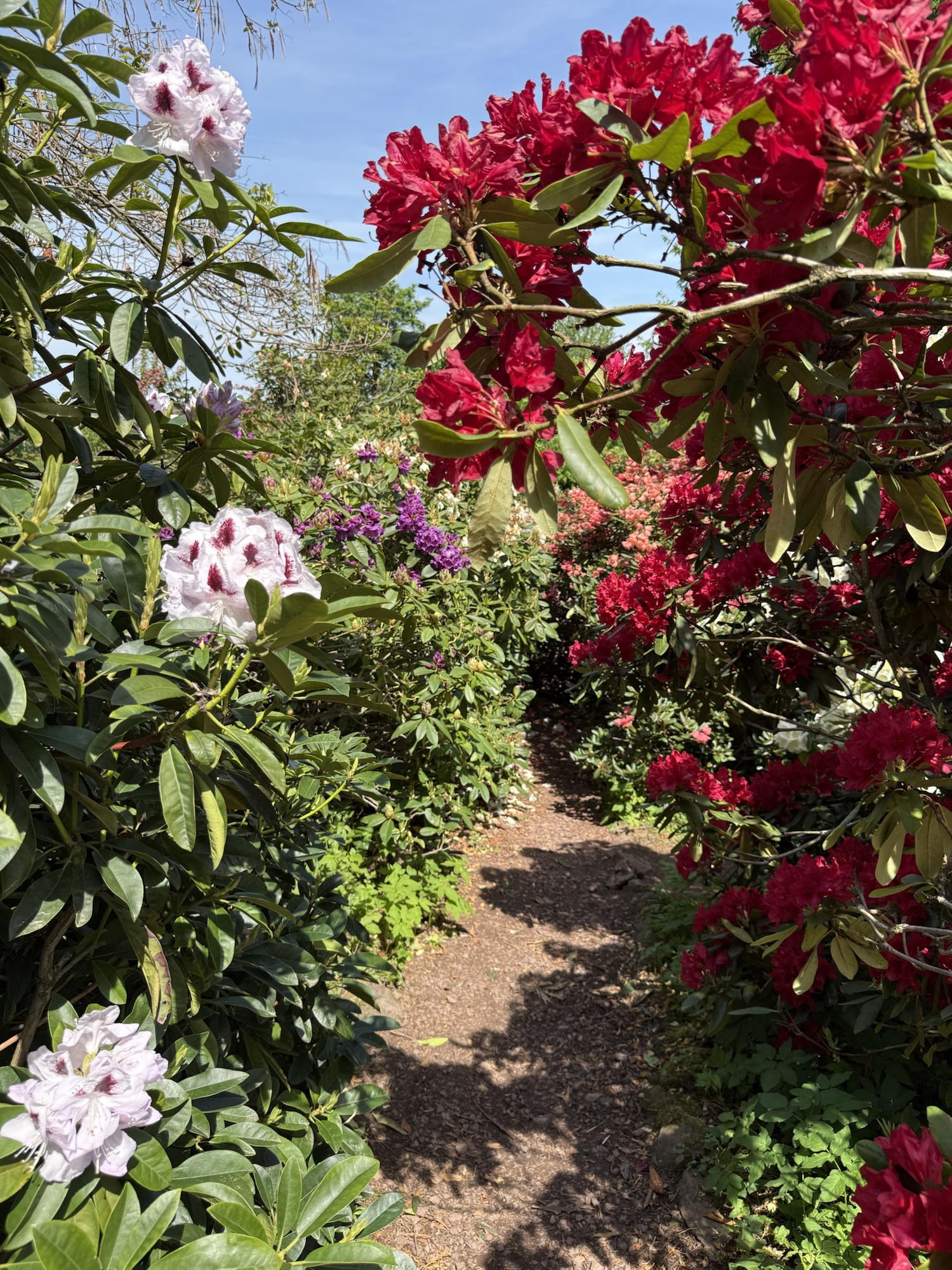 Rhododendrongarten Bad Tabarz zwischen den Rhododendren