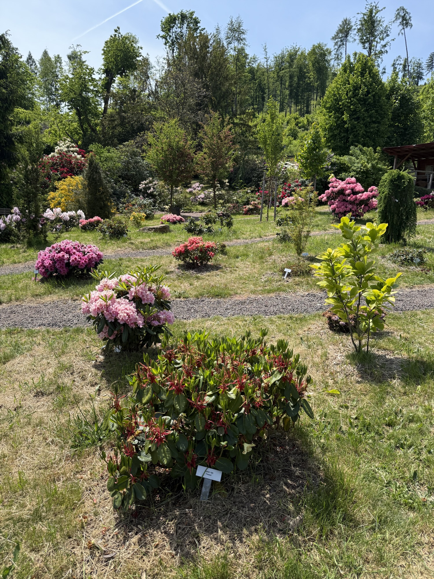 Rhododendrongarten Bad Tabarz Beschaffenheit der Wege im Garten unterer Bereich