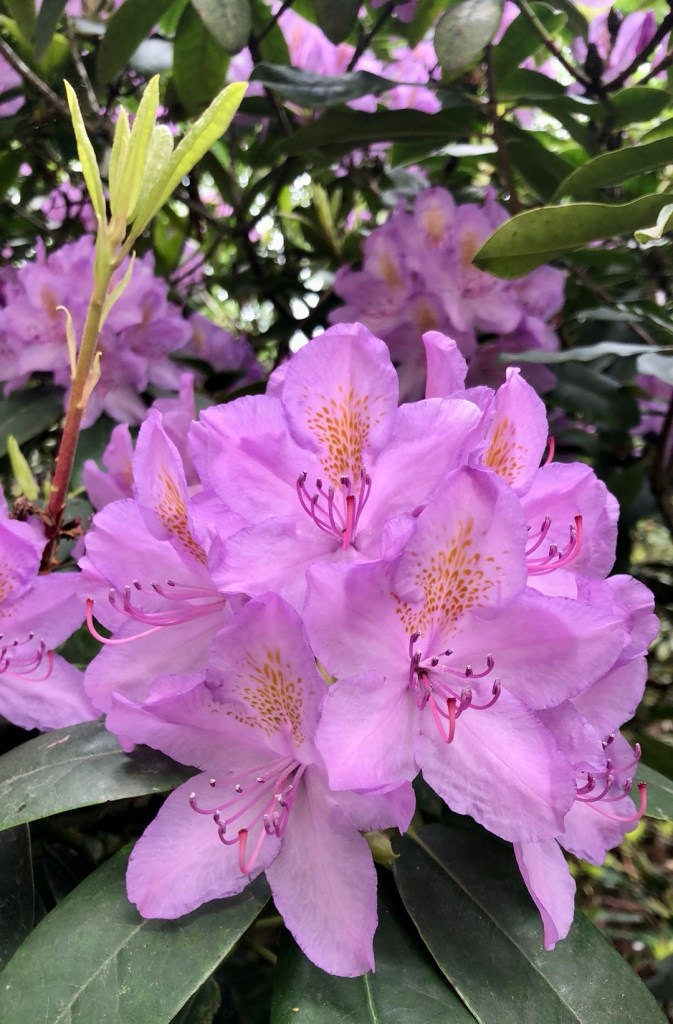 Rhododendron Bad Tabarz